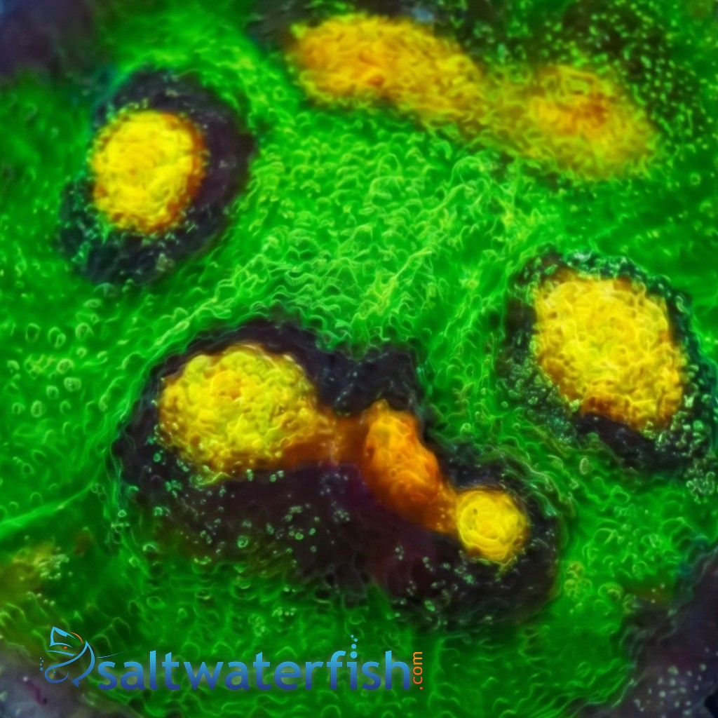Chalice Coral: Raja Rampage - Aquacultured