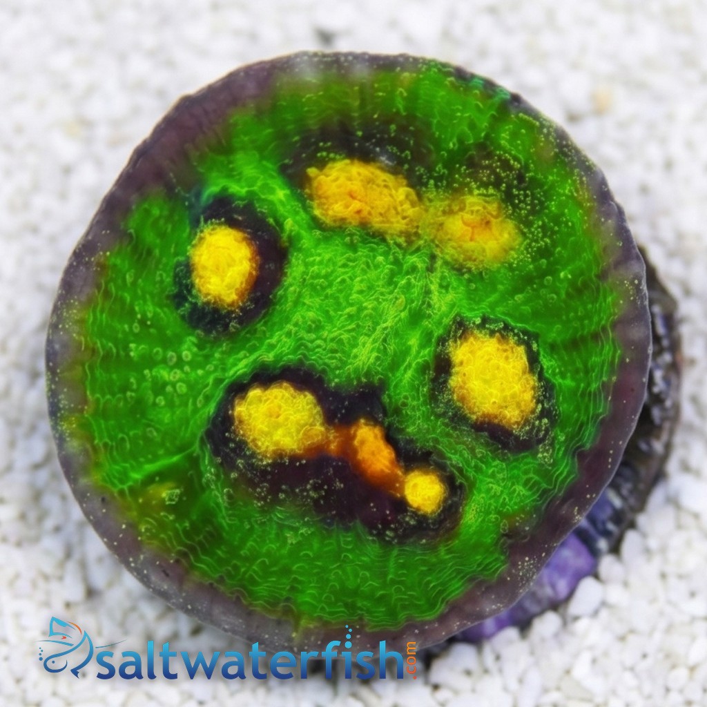 Chalice Coral: Raja Rampage - Aquacultured