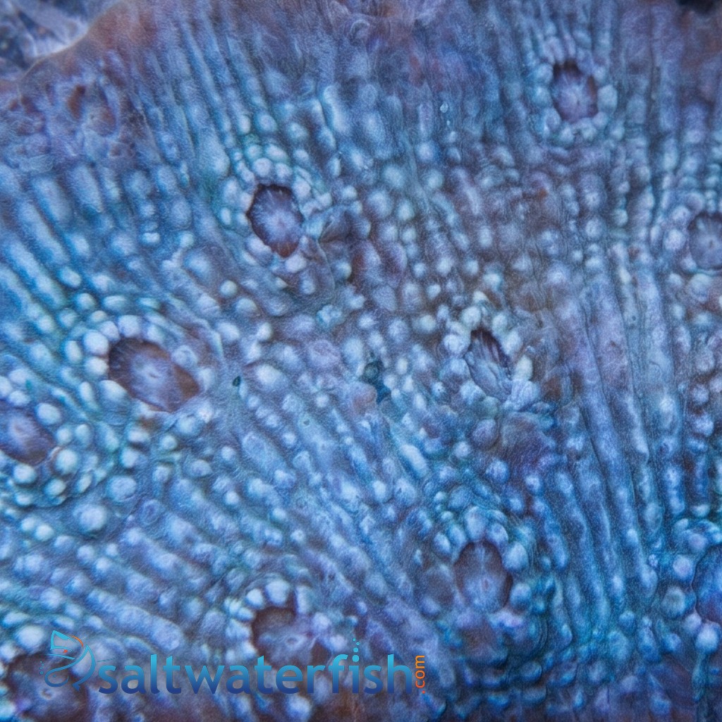 Chalice Coral: Frozen Grapes - Aquacultured