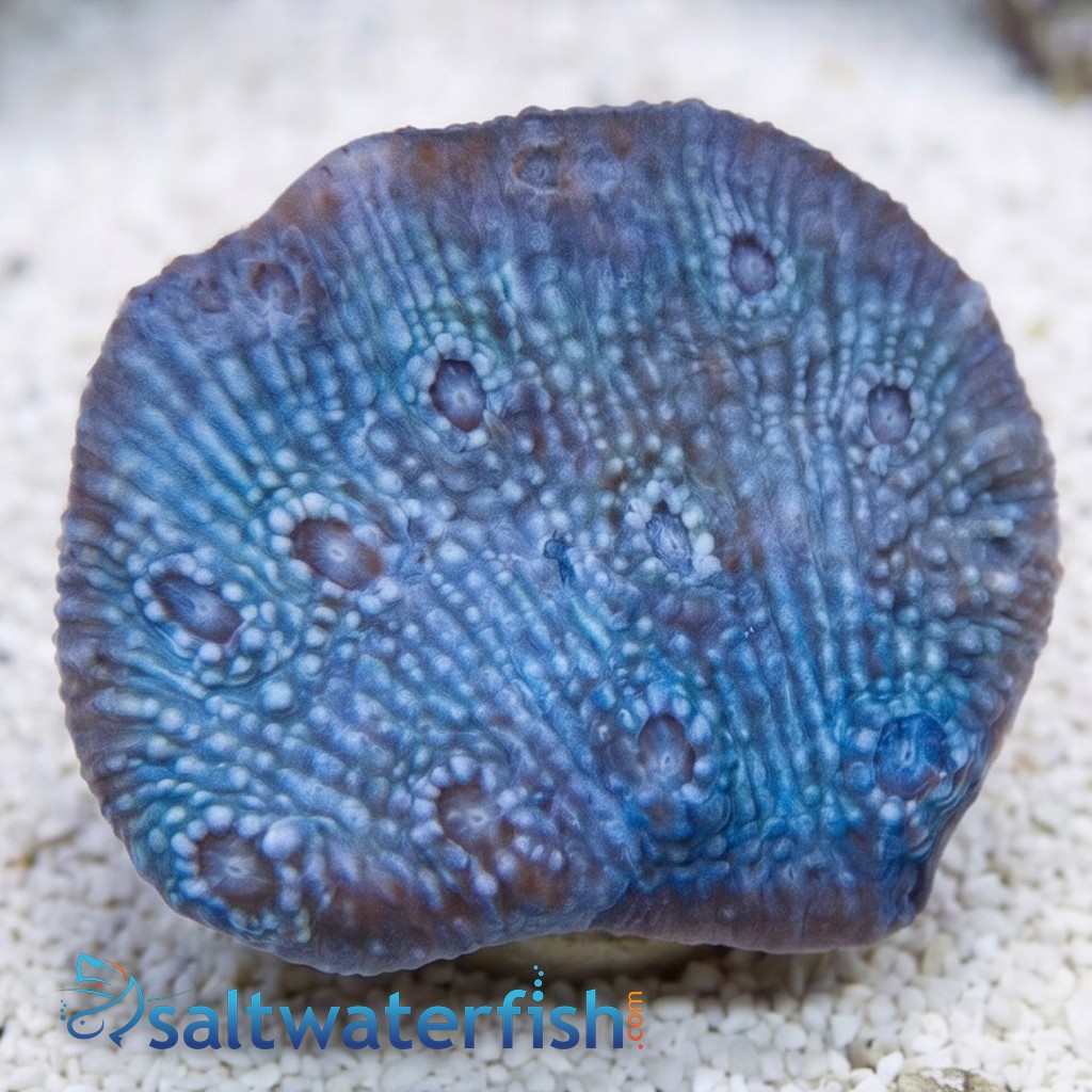 Chalice Coral: Frozen Grapes - Aquacultured