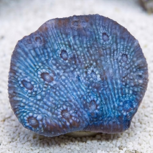 Chalice Coral: Frozen Grapes - Aquacultured