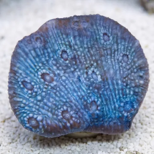 Chalice Coral: Frozen Grapes - Aquacultured