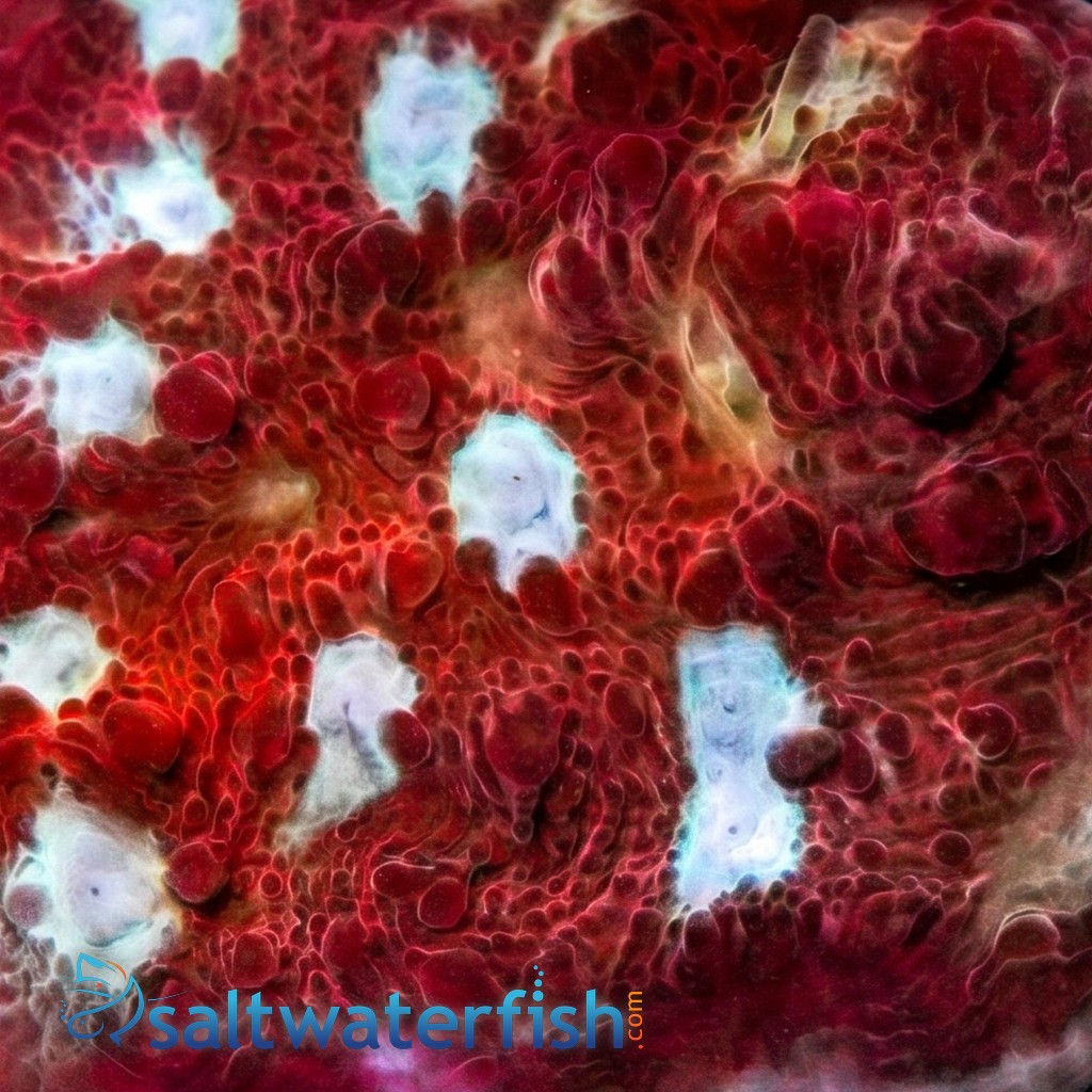 Chalice Coral: Scarlet Ninja - Aquacultured
