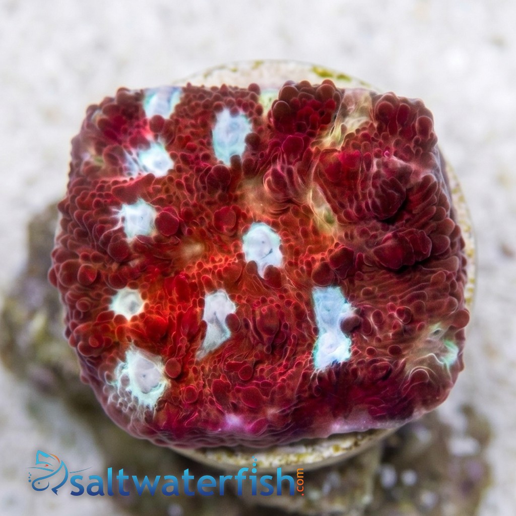 Chalice Coral: Scarlet Ninja - Aquacultured