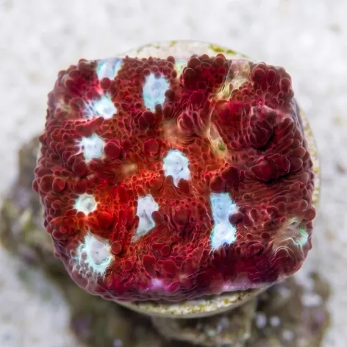 Chalice Coral: Scarlet Ninja - Aquacultured