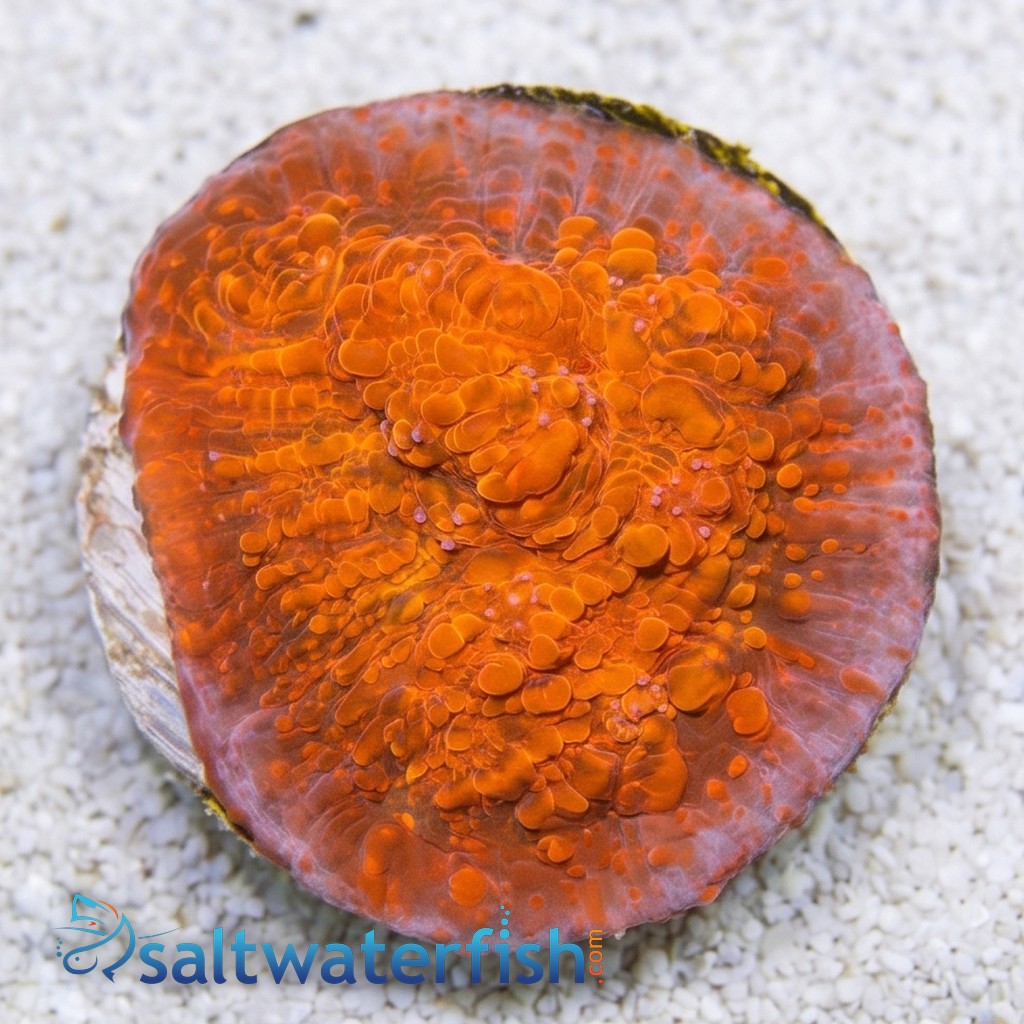 Chalice Coral: Seared Stellaria - Aquacultured