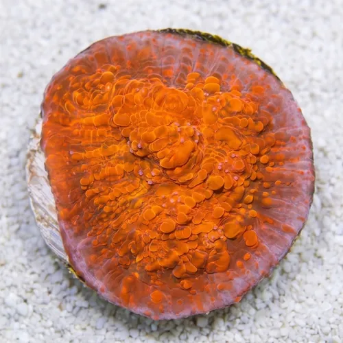 Chalice Coral: Seared Stellaria - Aquacultured