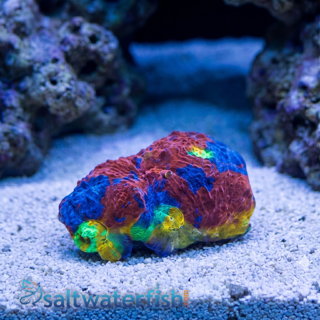 Chalice Coral: Jelly Bean - Aquacultured