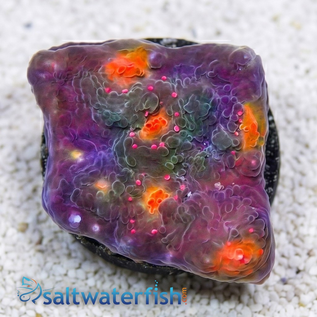 Chalice Coral: Orange Eye - Aquacultured