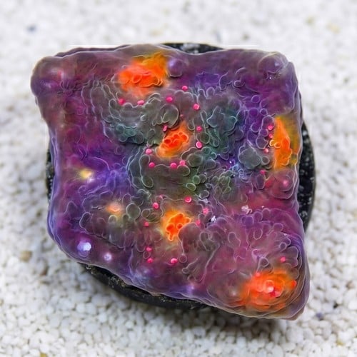 Chalice Coral: Orange Eye - Aquacultured