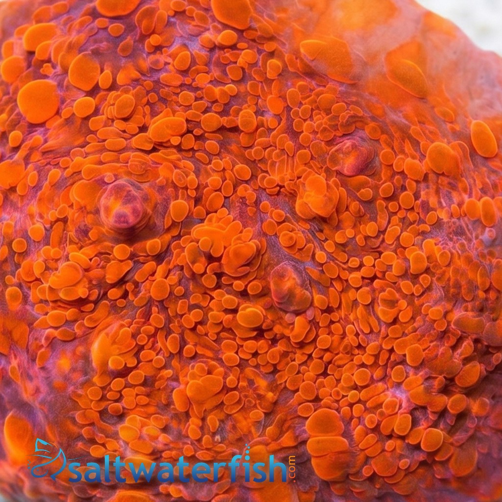 Chalice Coral: Darth Maul - Aquacultured