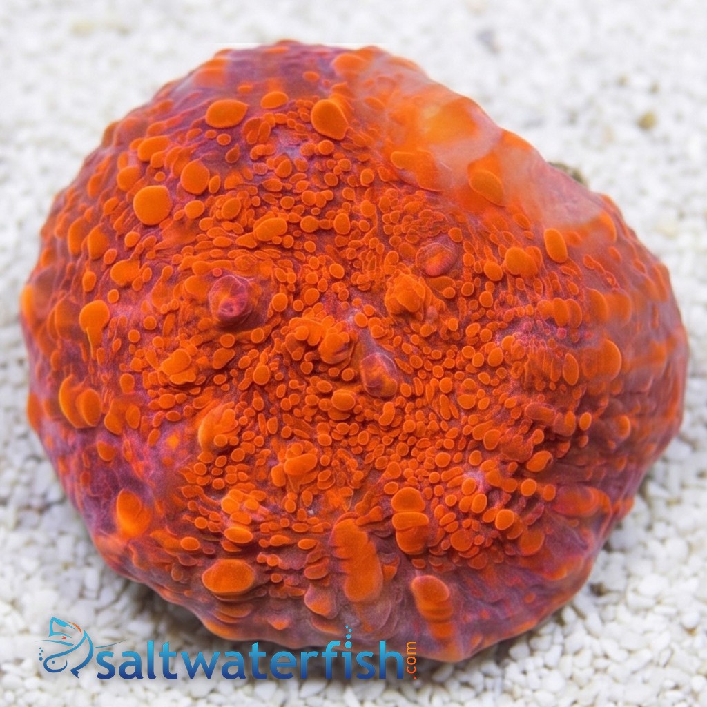 Chalice Coral: Darth Maul - Aquacultured