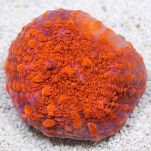 Chalice Coral: Darth Maul - Aquacultured