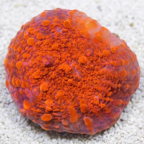 Chalice Coral: Darth Maul - Aquacultured