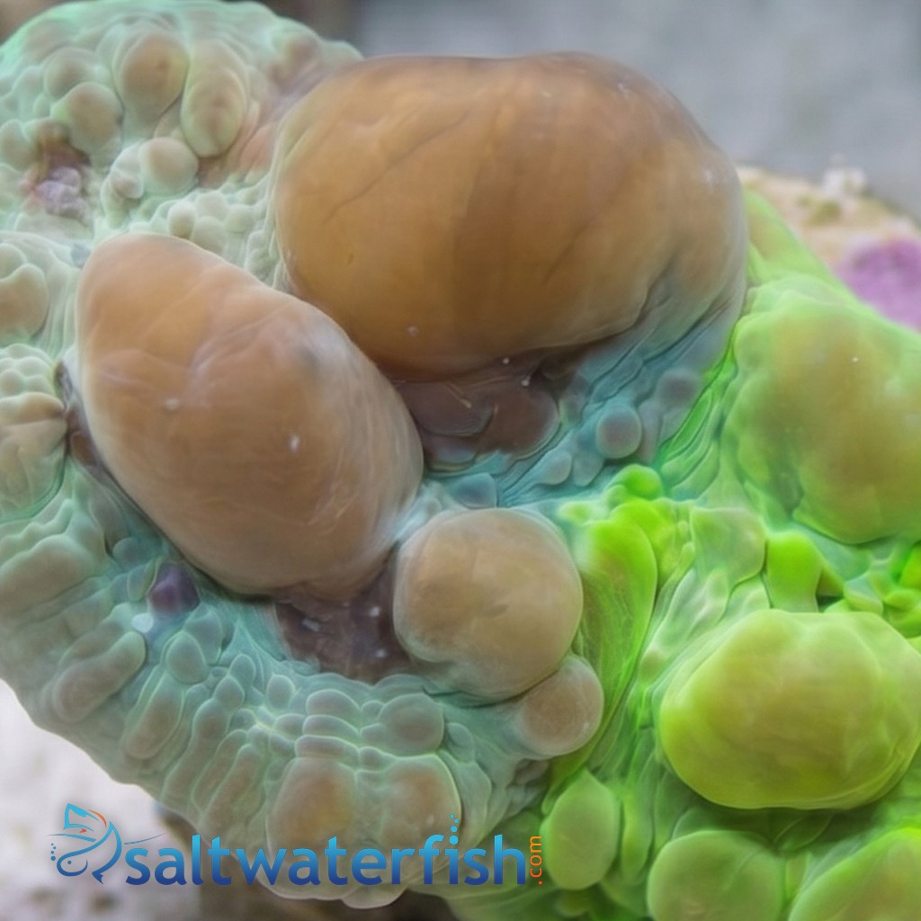 Chalice Coral: Cosmic Candy Bouce - Aquacultured