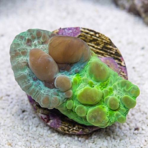 Chalice Coral: Cosmic Candy Bouce - Aquacultured