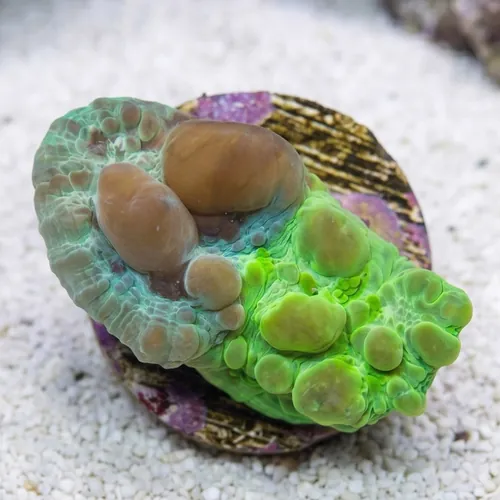Chalice Coral: Cosmic Candy Bouce - Aquacultured