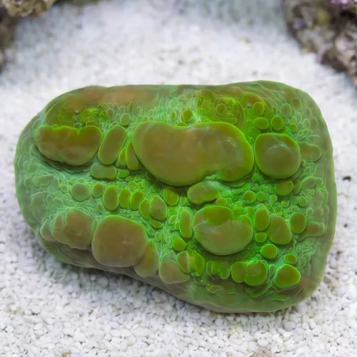 Chalice Coral: Green Cosmic Candy Bouce - Aquacultured