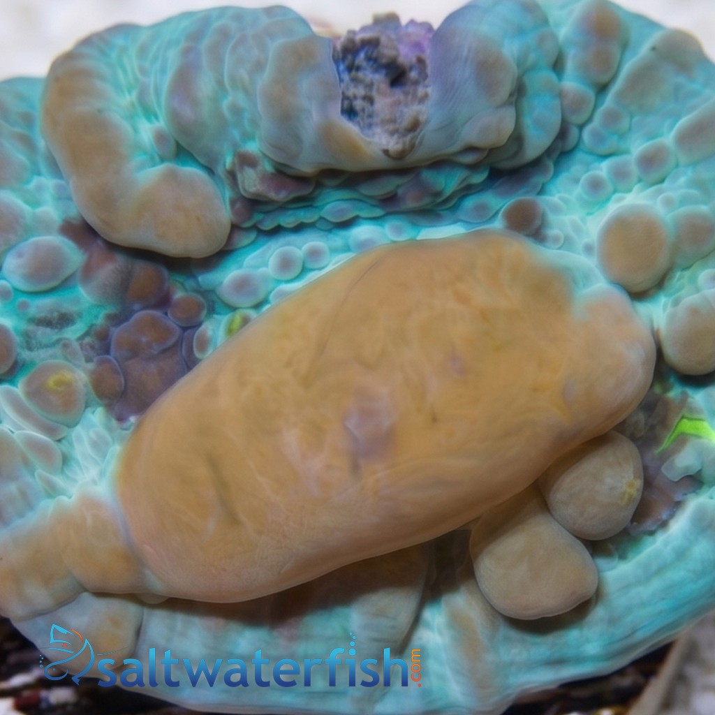 Chalice Coral: Blue Cosmic Candy Bouce - Aquacultured
