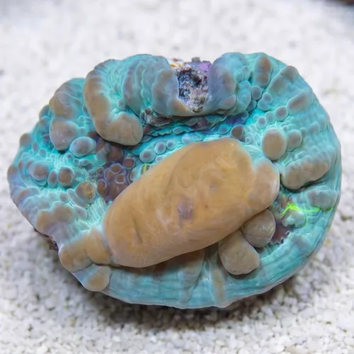 Chalice Coral: Blue Cosmic Candy Bouce - Aquacultured