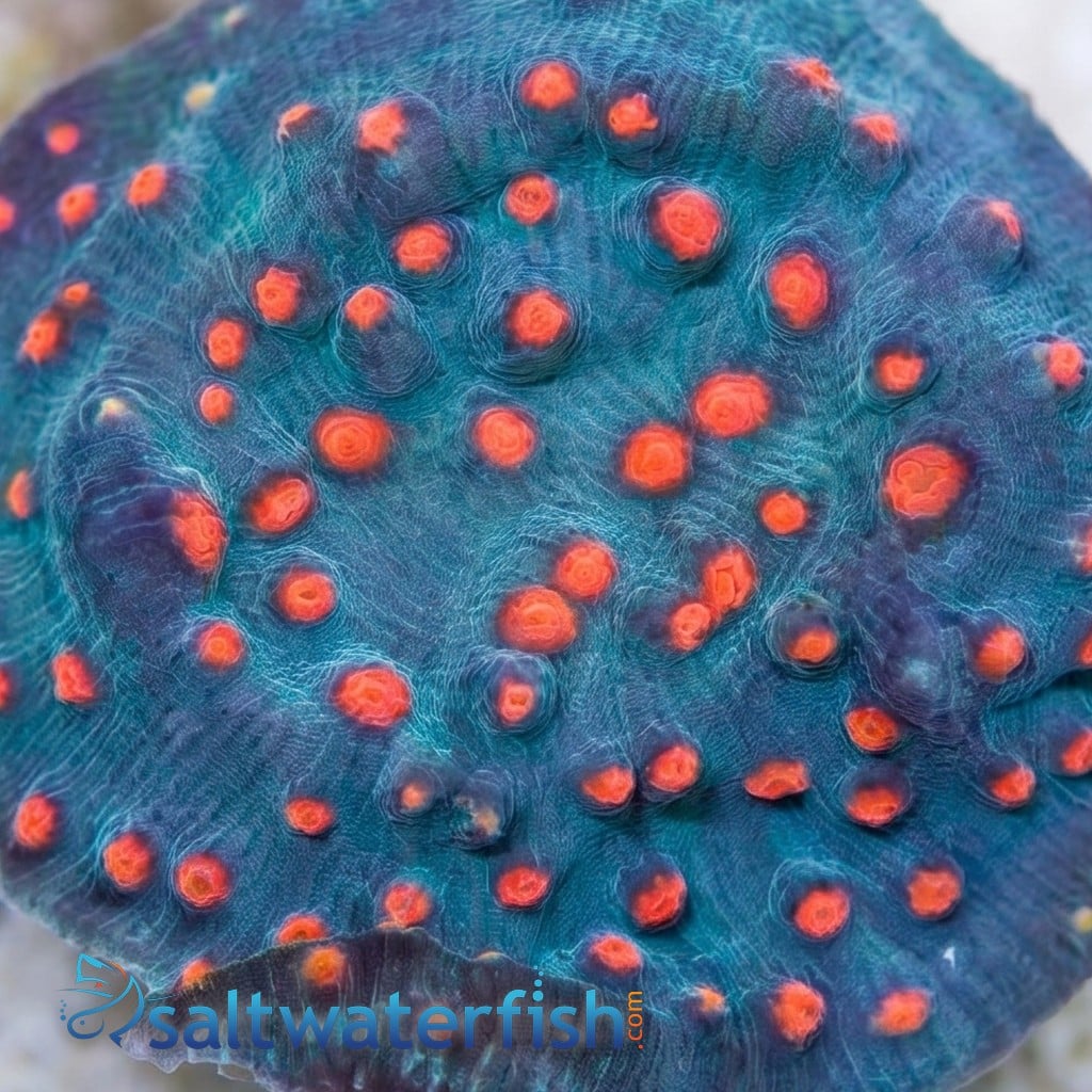Chalice Coral: Blue W/ Pink Eyes - Aquacultured