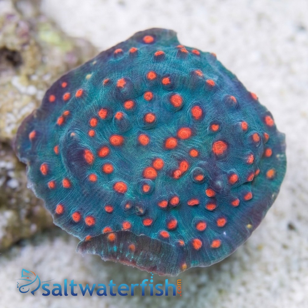 Chalice Coral: Blue W/ Pink Eyes - Aquacultured
