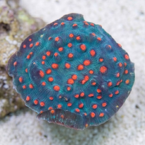 Chalice Coral: Blue W/ Pink Eyes - Aquacultured