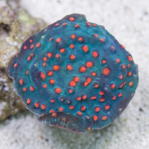 Chalice Coral: Blue W/ Pink Eyes - Aquacultured