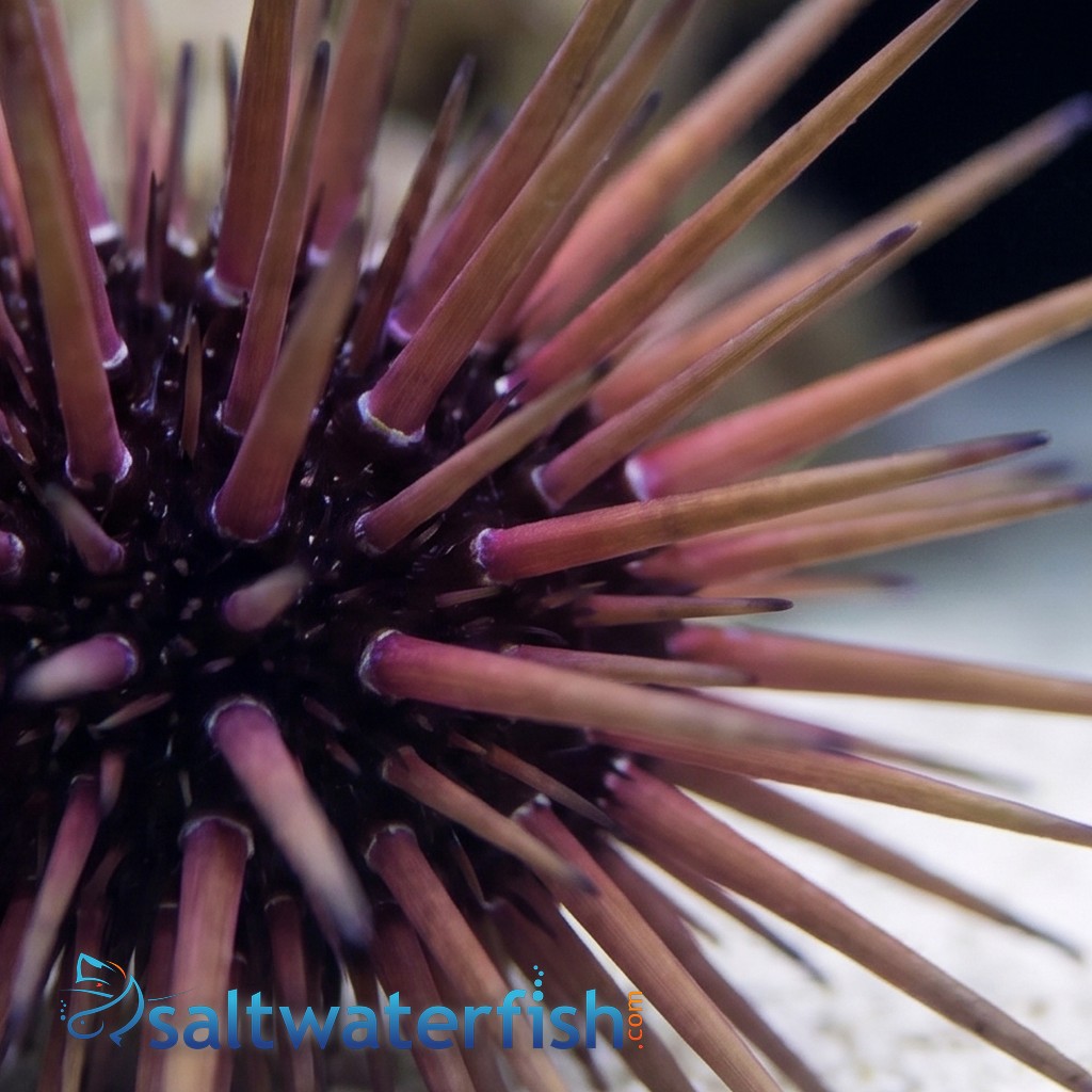 Needle Pincushion Urchin - Atlantic