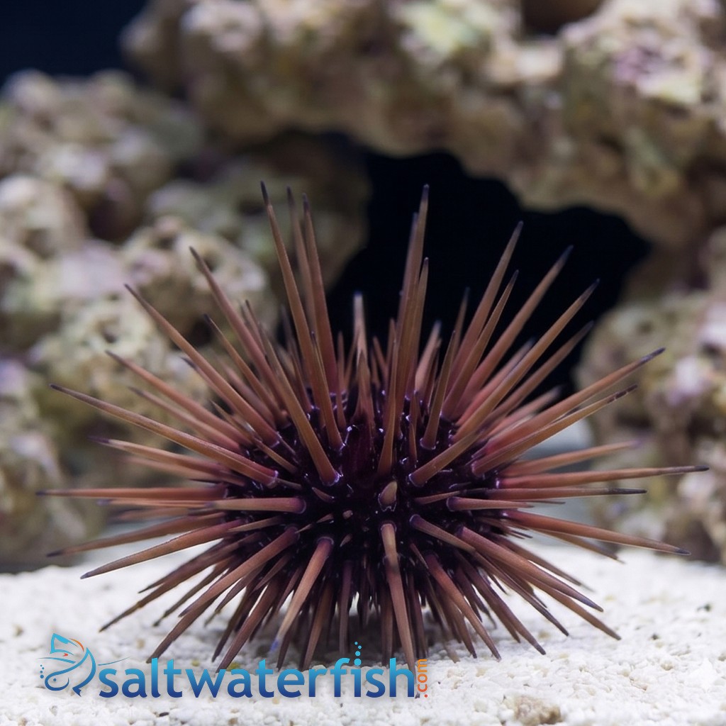 Needle Pincushion Urchin - Atlantic