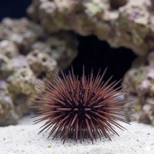 Needle Pincushion Urchin - Atlantic