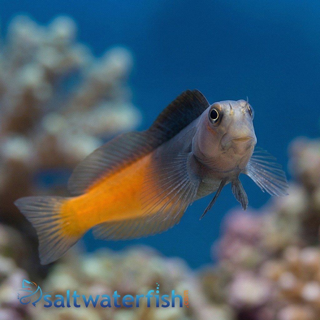 Bicolor Blenny