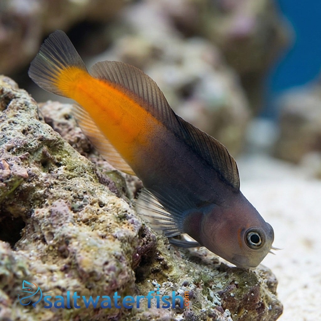 Bicolor Blenny