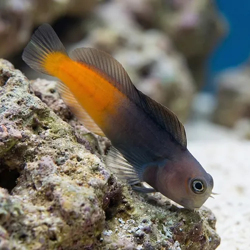 Bicolor Blenny - Fiji