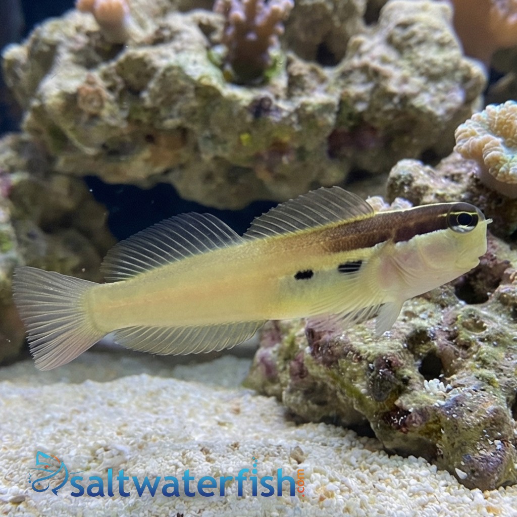 Two Spot Blenny - Eastern Asia