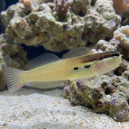 Two Spot Blenny - Eastern Asia