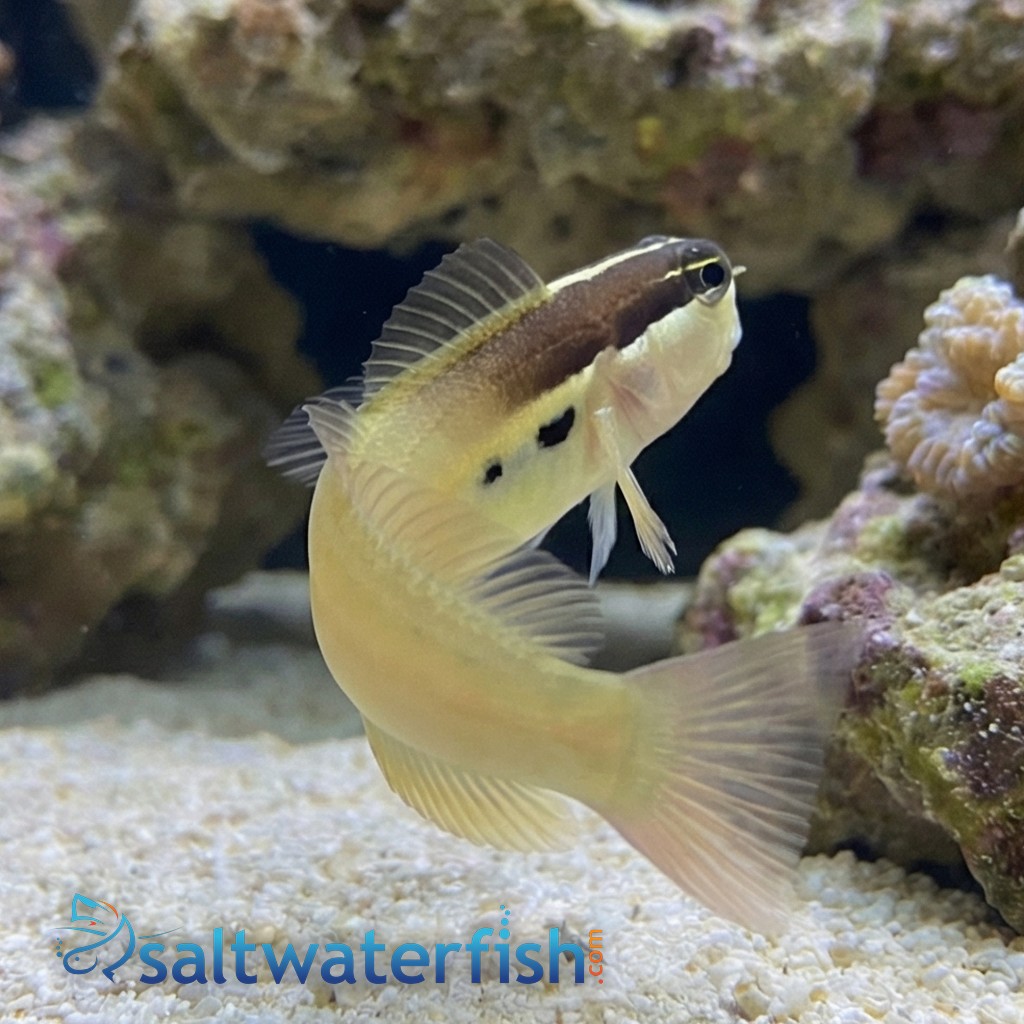 Two Spot Blenny