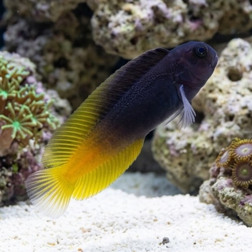 Flametail Blenny - Captive Bred