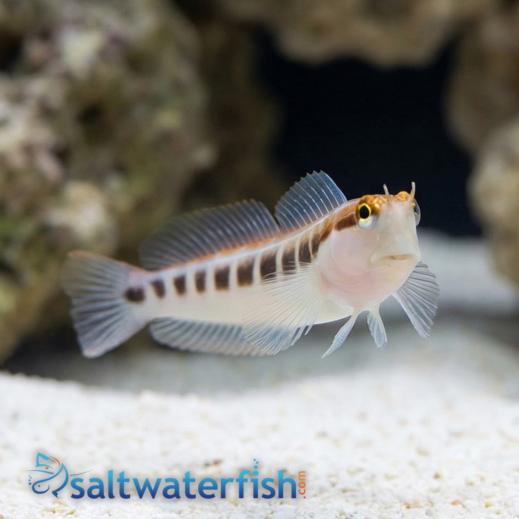 Linear Blenny