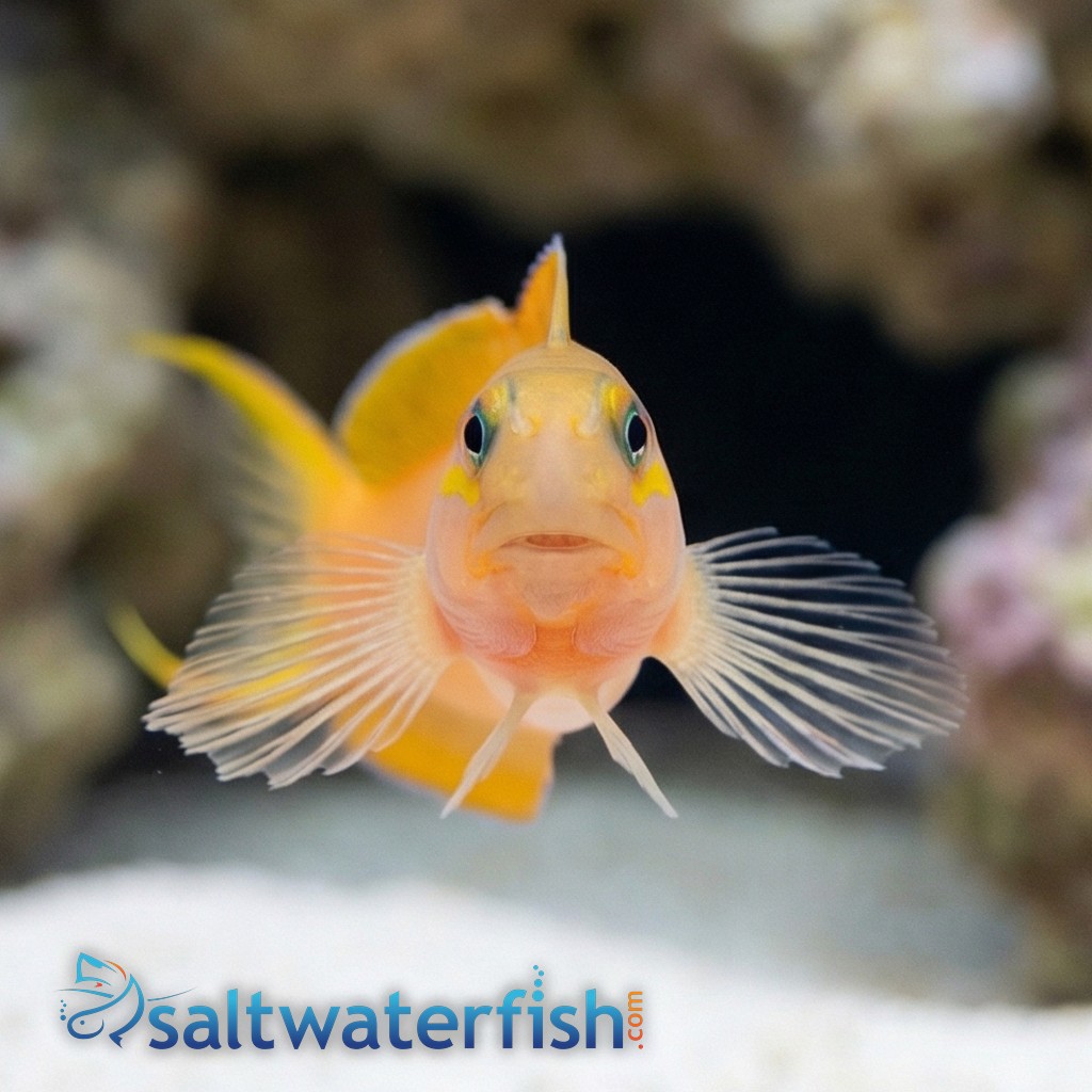 Midas Blenny - South Asia