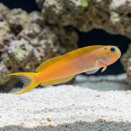 Midas Blenny - South Asia