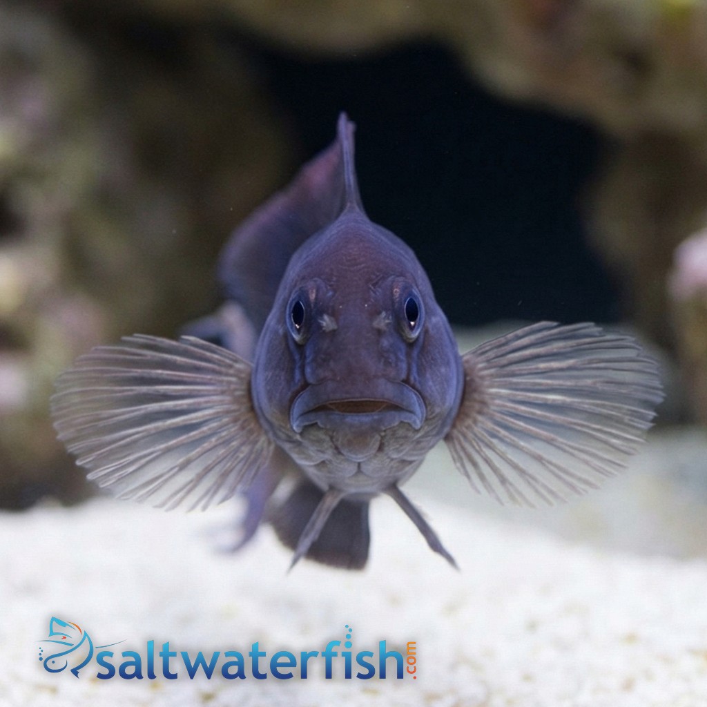 Black Combtooth Blenny