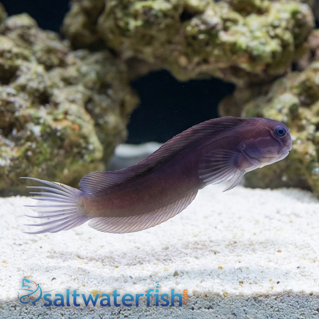 Black Combtooth Blenny