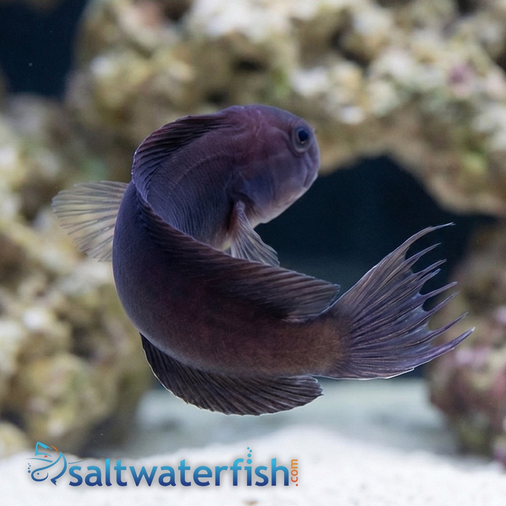 Black Combtooth Blenny