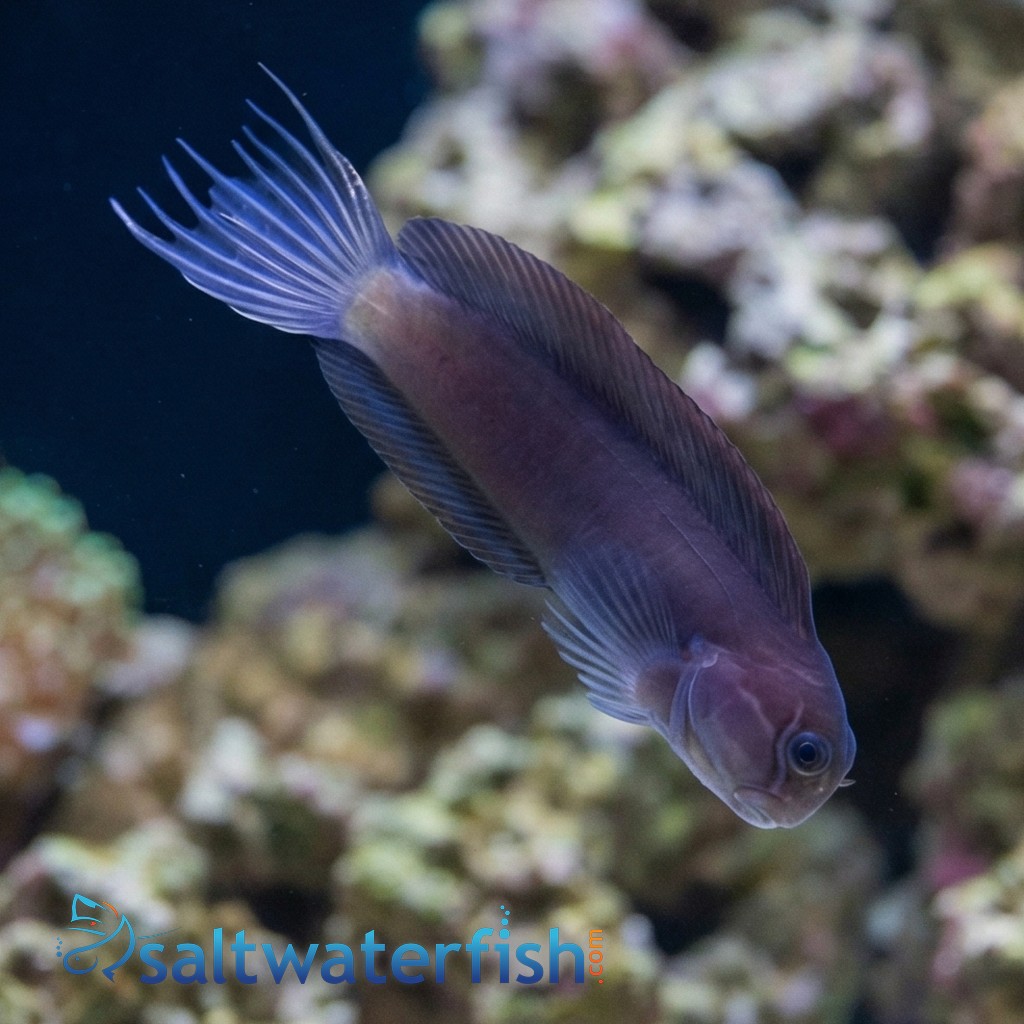 Black Combtooth Blenny