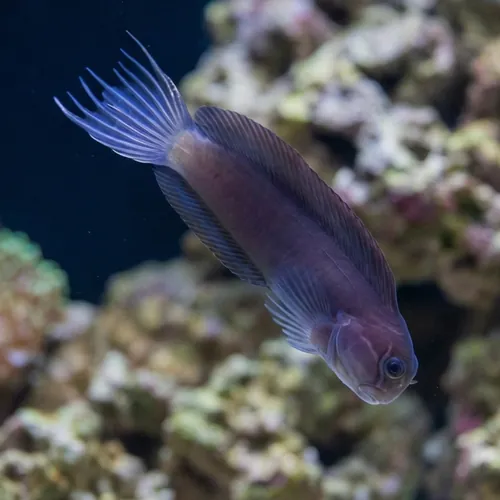 Black Combtooth Blenny - Philippines