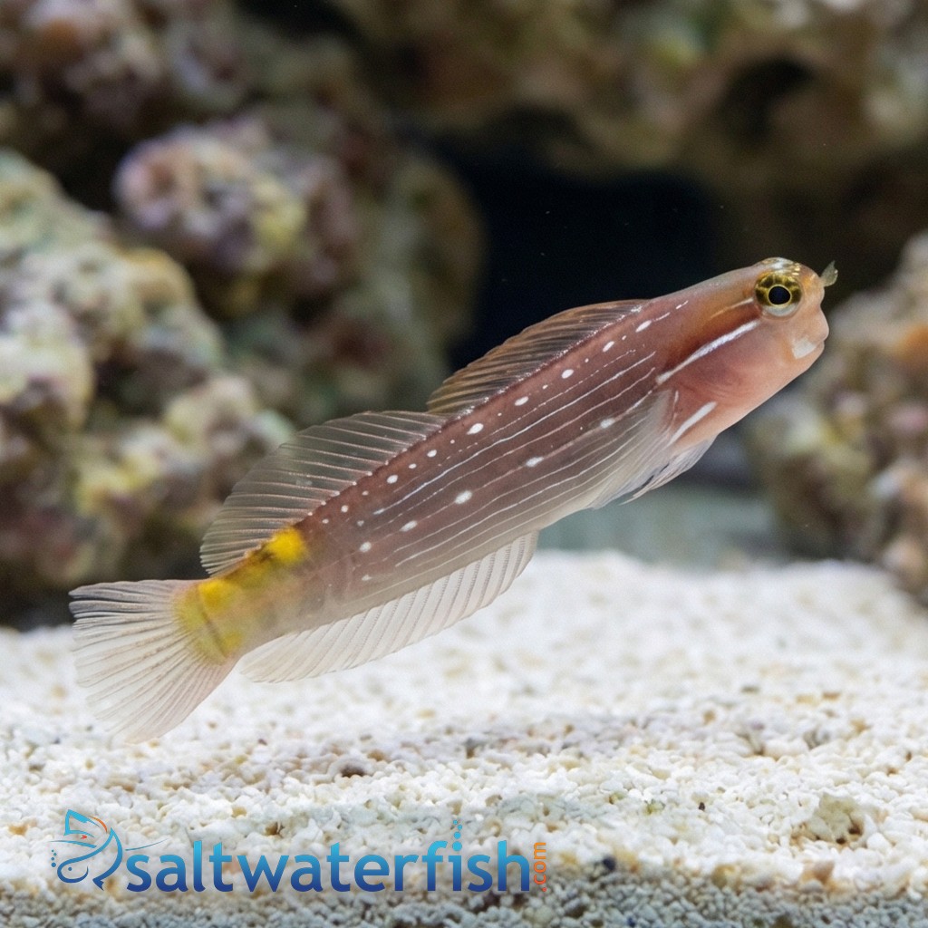 Pictus Blenny