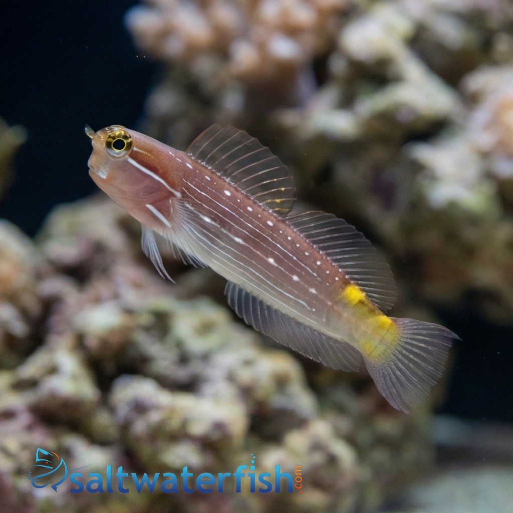 Pictus Blenny