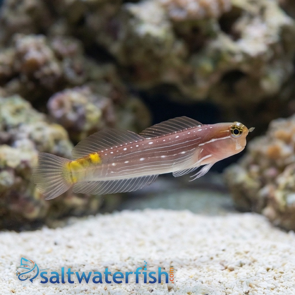 Pictus Blenny