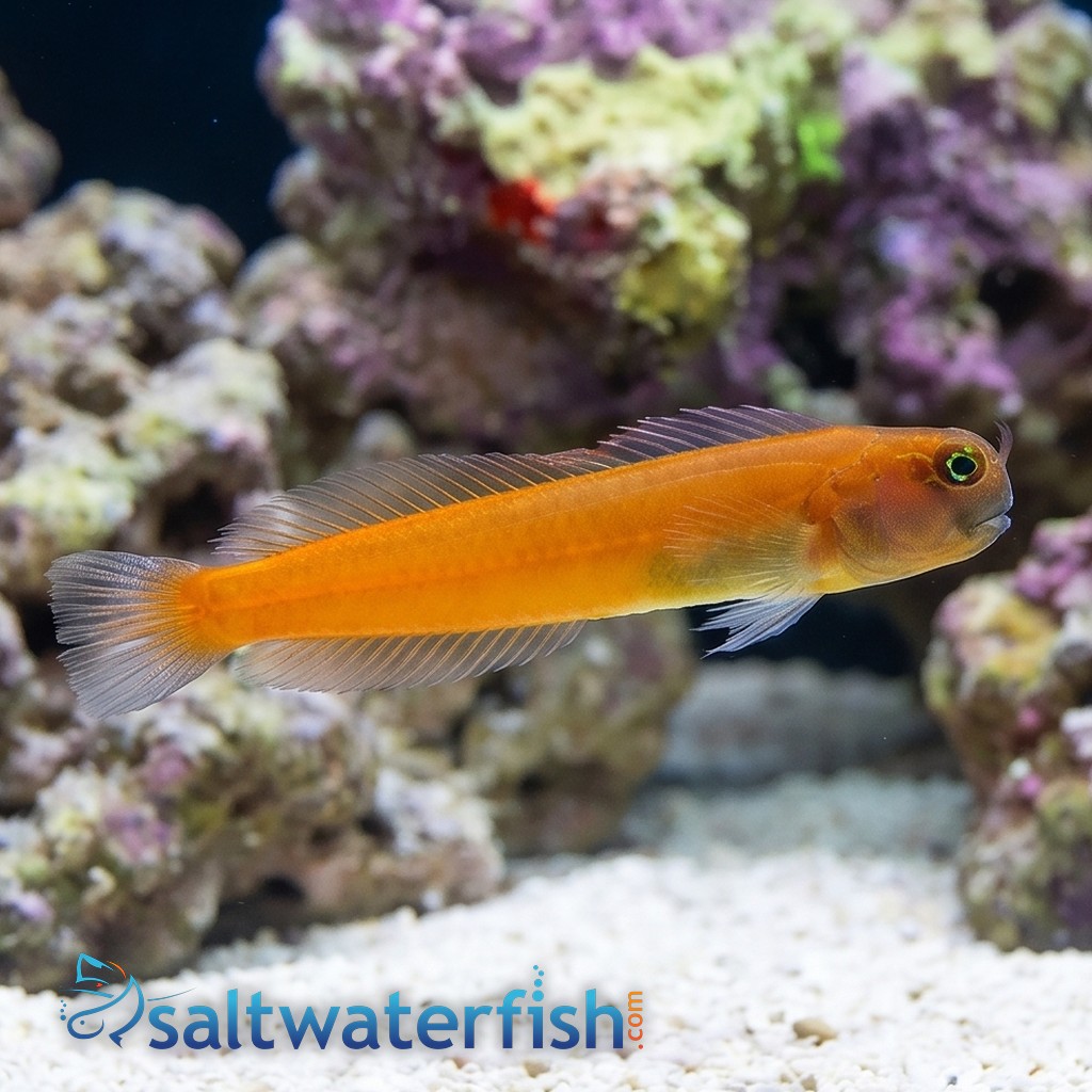 Gulf Blenny - Captive Bred - QM Labs